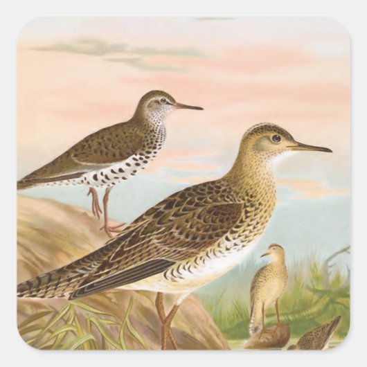 Sandpipers Vogelillustratie Vierkante Sticker (Voorkant)