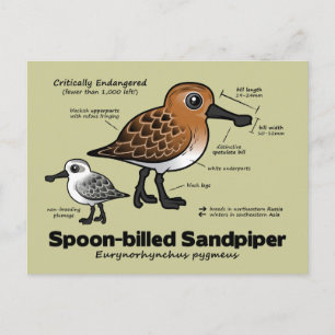 Sandpiperstatistieken met mondkapjes briefkaart