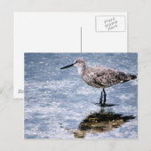 Sandpipper Briefkaart (Voorkant / Achterkant)