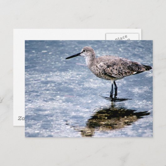 Sandpipper Briefkaart (Voorkant / Achterkant)