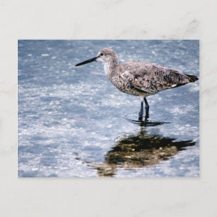 Sandpipper Briefkaart