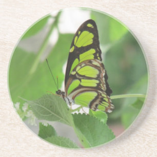 Sandsteen-Onderzetters voor de vlinder Zandsteen Onderzetter