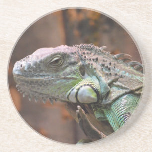 SandsteenOnderzetter met kleurrijke Iguana-hagedis Zandsteen Onderzetter