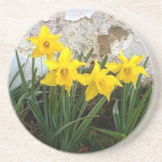 Sandstone Daffodil-onderzetter Zandsteen Onderzetter (Voorkant)