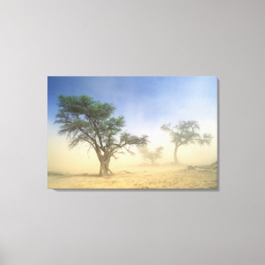 Sandstorm In Kalahari Desert, Kgalagadi Canvas Afdruk (Voorkant)