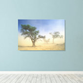 Sandstorm In Kalahari Desert, Kgalagadi Canvas Afdruk (Insitu (Houten vloer))