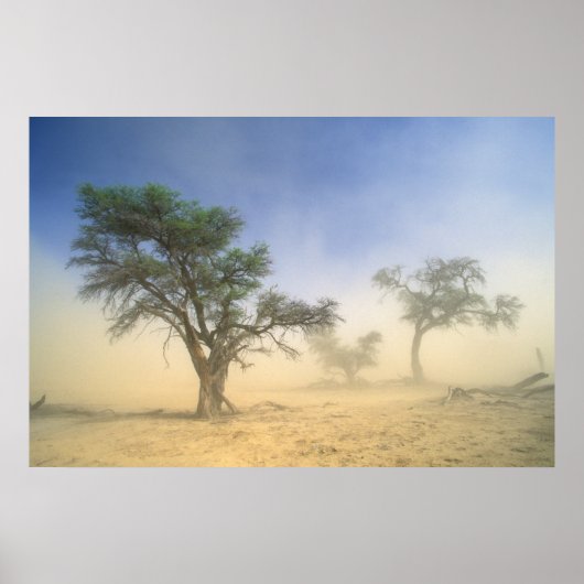 Sandstorm In Kalahari Desert, Kgalagadi Poster (Voorkant)