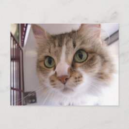 Sandy Aankondigingskaart