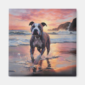 Sandy American Staffordshire Hond op Strand Zonson Magneet (Voorkant)
