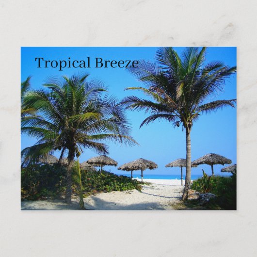 Sandy Beach with Palm Trees and An Ocean Uitzicht  Briefkaart (Voorkant)