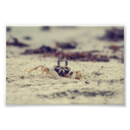 Sandy Crabs Foto Afdruk