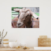 Sandy de geit bij de poort poster (Keuken)