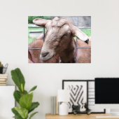Sandy de geit bij de poort poster (Thuiskantoor)