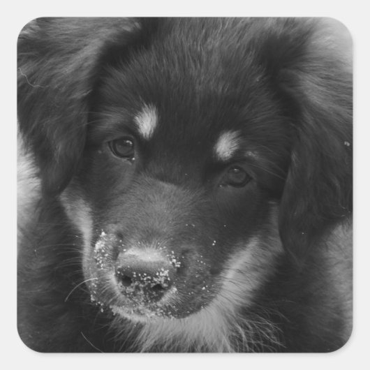 Sandy-nosed Australian Shepherd pup sticker (Voorkant)