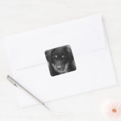 Sandy-nosed Australian Shepherd pup sticker (Envelop)