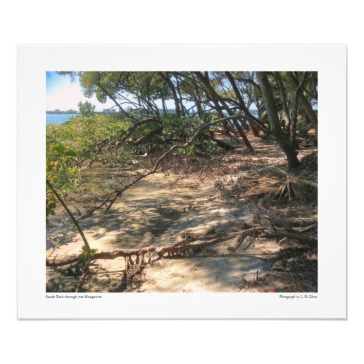 Sandy Path door de Mangroves Foto Afdruk (Voorkant)