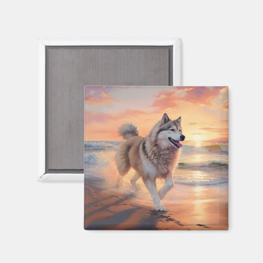 Sandy Paws Alaskan Malamute Hond op Strand Zonsond Magneet (Voorkant / Achterkant)
