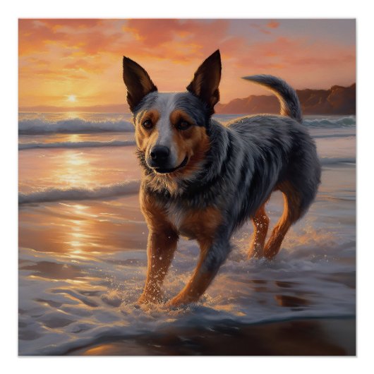 Sandy Paws Australische vee hond op strand zonsond Perfect Poster (Voorkant)
