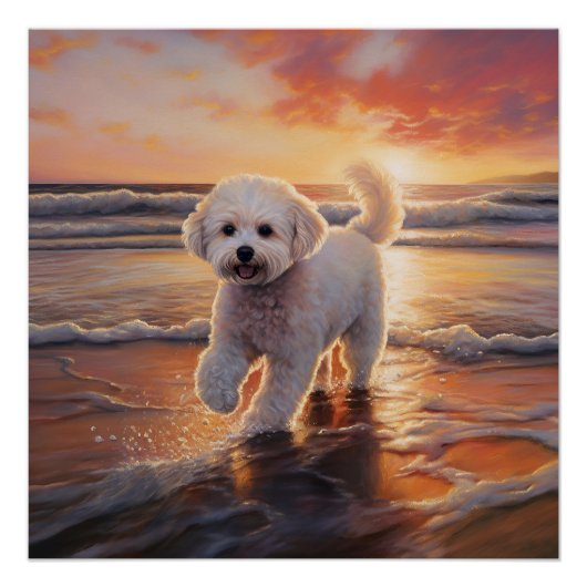 Sandy Paws Bichon Frise-hond op strand bij zonsond Perfect Poster (Voorkant)