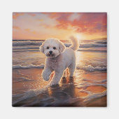 Sandy Paws Bichon Frise Hond op Strand Zonsonderga Magneet (Voorkant)