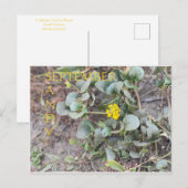 SANDY SEPTEMBER BRIEFKAART (Voorkant / Achterkant)