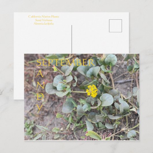 SANDY SEPTEMBER BRIEFKAART (Voorkant / Achterkant)