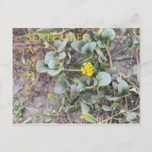SANDY SEPTEMBER BRIEFKAART