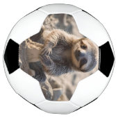 Sandy Shores: Baby Sloth Bouw Zandkastelen, Voetbal (Gedraaid)