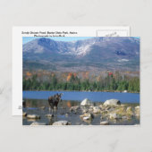 Sandy Stream Pond Briefkaart (Voorkant / Achterkant)