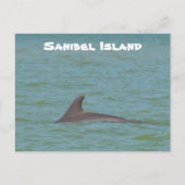 Sanibel Dolphin Briefkaart (Voorkant)