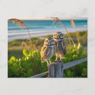 Sanibel Island Florida koppel gravende uil Briefkaart