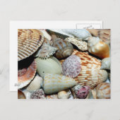 Sanibel Island Florida Shells Briefkaart (Voorkant / Achterkant)