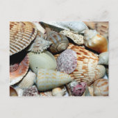 Sanibel Island Florida Shells Briefkaart (Voorkant)