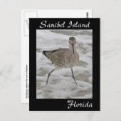Sanibel Island Sandpiper Briefkaart (Voorkant / Achterkant)