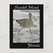 Sanibel Island Sandpiper Briefkaart (Voorkant)