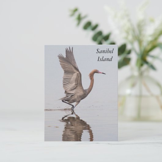 Sanibel Reddish Egret Briefkaart (Staand voorkant)