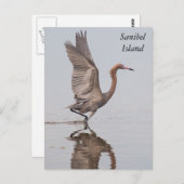Sanibel Reddish Egret Briefkaart (Voorkant / Achterkant)