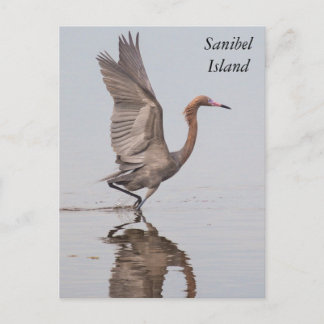 Sanibel Reddish Egret Briefkaart