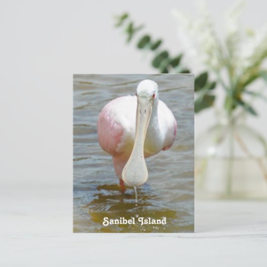 Sanibel Roseate Spoonbill briefkaart (Staand voorkant)