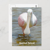 Sanibel Roseate Spoonbill briefkaart (Voorkant / Achterkant)