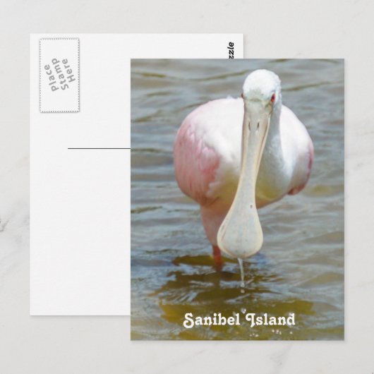 Sanibel Roseate Spoonbill briefkaart (Voorkant / Achterkant)