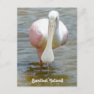 Sanibel Roseate Spoonbill briefkaart