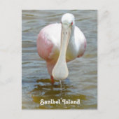 Sanibel Roseate Spoonbill briefkaart (Voorkant)