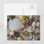Sanibel-schelpen Briefkaart (Voorkant / Achterkant)