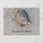 Sanibel Shell Briefkaart (Voorkant)