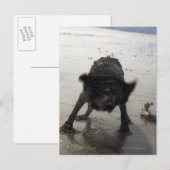 Santa Barbara, Californië, VS Briefkaart (Voorkant / Achterkant)
