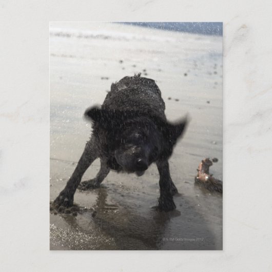 Santa Barbara, Californië, VS Briefkaart (Voorkant)