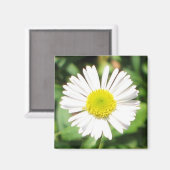 Santa Barbara Daisy Magneet (Voorkant / Achterkant)