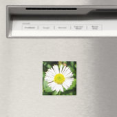 Santa Barbara Daisy Magneet (Insitu (Vaatwasser))