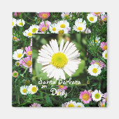 Santa Barbara Daisy Magneet (Voorkant)